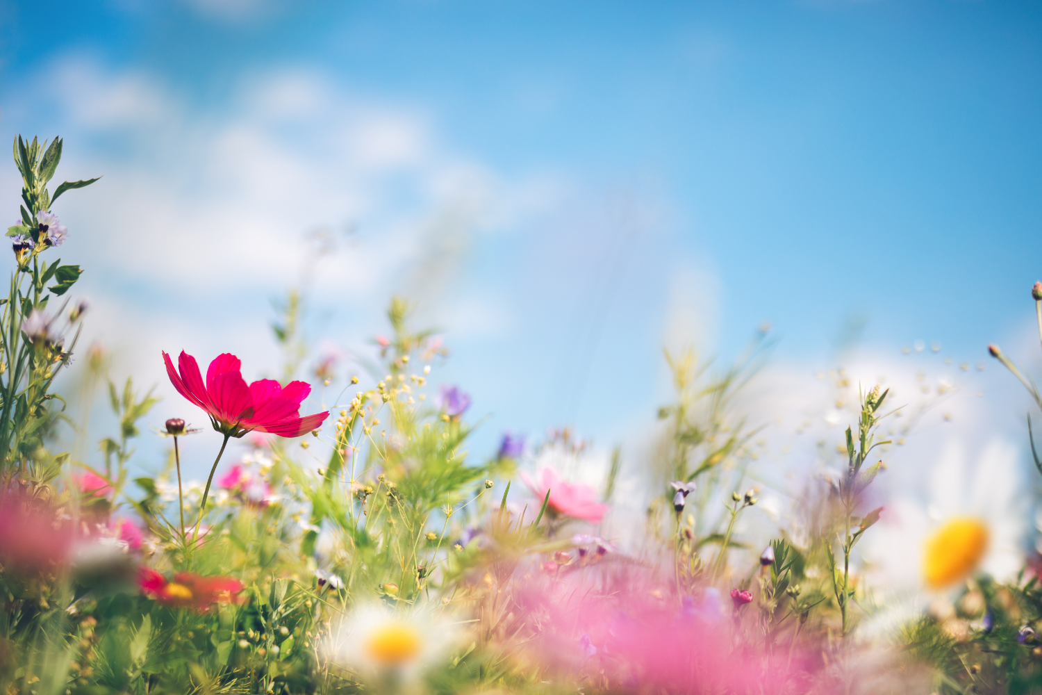 Spring Flowers